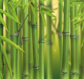 Bamboo sprouts - (289,2 x 260,5 cm) 7,534m²