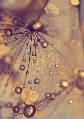 Dandelion with golden drops  - (192,8 x 260,5 cm) 5,022m²