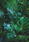 Tropical forest leaves - (192,8 x 260,5 cm) 5,022m²