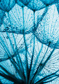 Taraxamcum with dew drops - (183 x 261,5 cm) 4,786m²