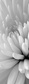 Chrysanthemum close up - (91,5 x 261,5 cm) 2,393m²