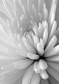 Chrysanthemum close up - (192,8 x 260,5 cm) 5,022m²