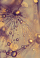 Dandelion with golden drops  - (183 x 261,5 cm) 4,786m²