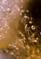 Flying golden drops - (192,8 x 260,5 cm) 5,022m²