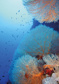 Red sea coral - (192,8 x 260,5 cm) 5,022m²