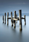 Wood trunks in smooth water - (192,8 x 260,5 cm) 5,022m²